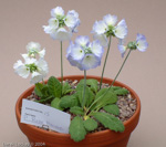 <i>Primula reidii var. williamsii </i>