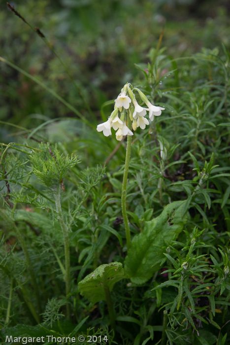 Primula reticulata