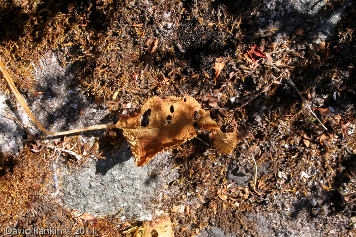 Primula reticulata