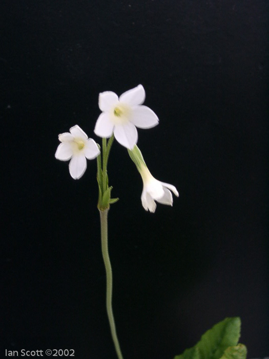 Primula reticulata