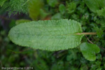 Primula reticulata