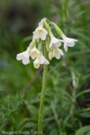 Primula reticulata