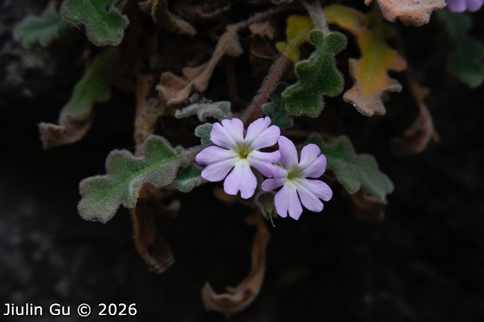 <i>Primula rongrong </i>