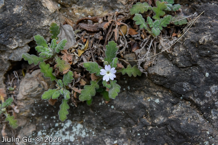 <i>Primula rongrong </i>