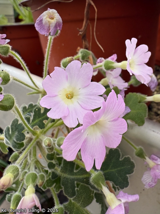 <i>Primula rongrong </i>