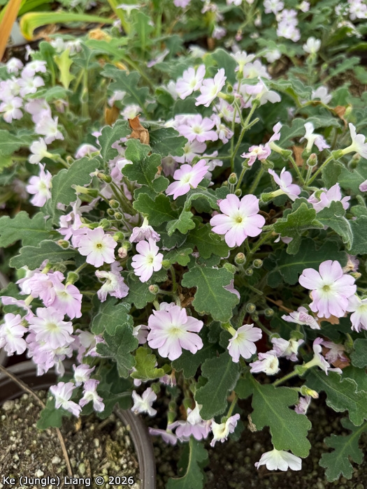 <i>Primula rongrong </i>