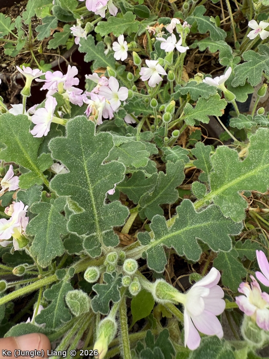 <i>Primula rongrong </i>