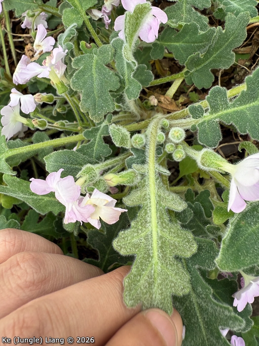 <i>Primula rongrong </i>