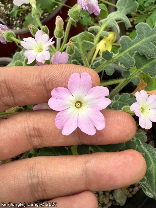 <i>Primula rongrong </i>