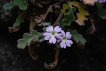 <i>Primula rongrong </i>