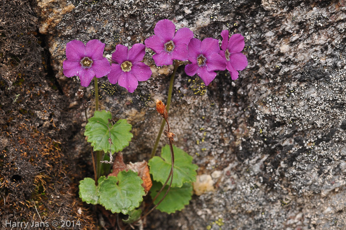 <i>Primula rotundifolia </i>