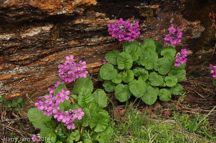 <i>Primula rotundifolia </i>