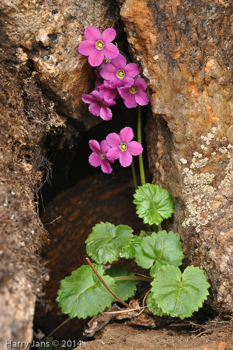 <i>Primula rotundifolia </i>
