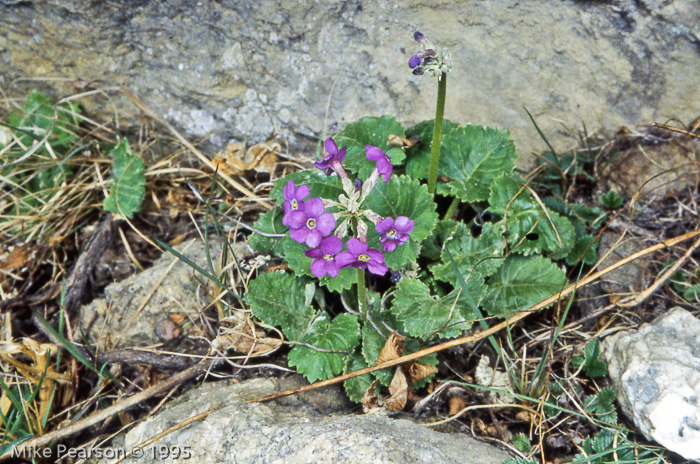 <i>Primula rotundifolia </i>