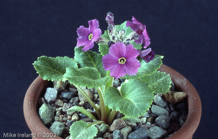 <i>Primula rotundifolia </i>