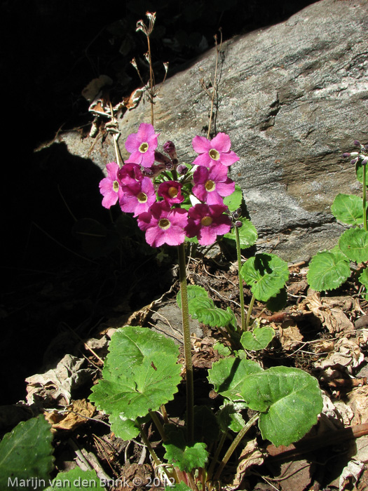 <i>Primula rotundifolia </i>