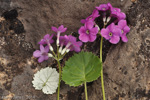 <i>Primula rotundifolia </i>