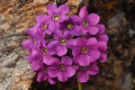 <i>Primula rotundifolia </i>