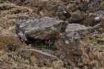 <i>Primula rotundifolia </i>