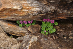 <i>Primula rotundifolia </i>