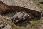 <i>Primula rotundifolia </i>