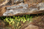 <i>Primula rotundifolia </i>