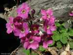 <i>Primula rotundifolia </i>