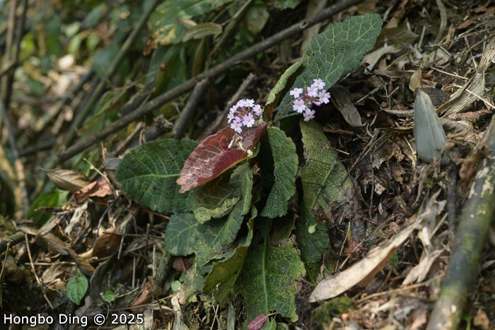 <i>Primula rugosa </i>