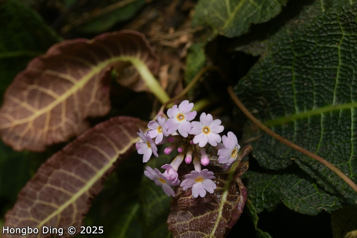 <i>Primula rugosa </i>