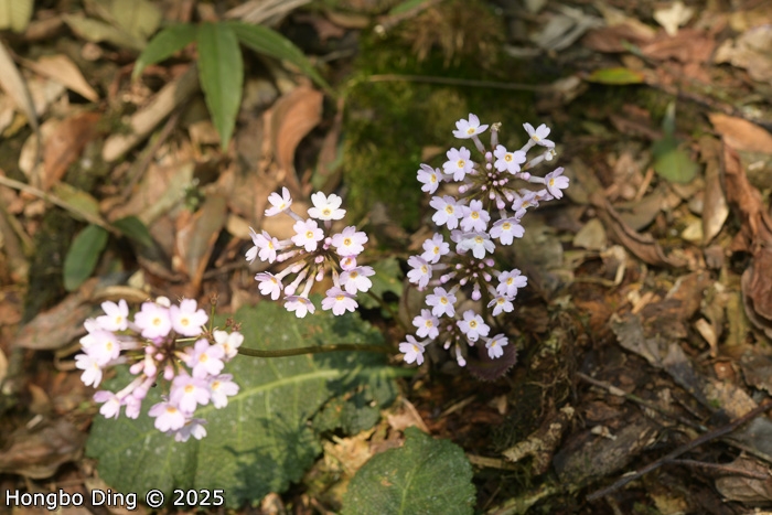 <i>Primula rugosa </i>
