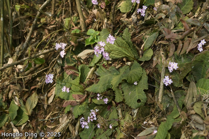 <i>Primula rugosa </i>