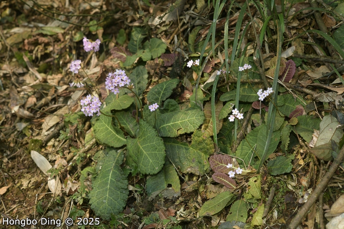 <i>Primula rugosa </i>