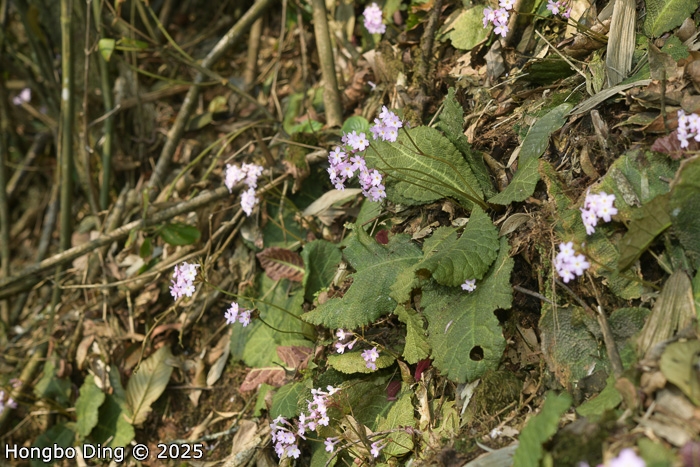 <i>Primula rugosa </i>