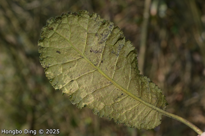 <i>Primula rugosa </i>
