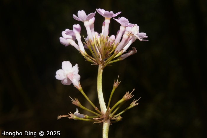 <i>Primula rugosa </i>