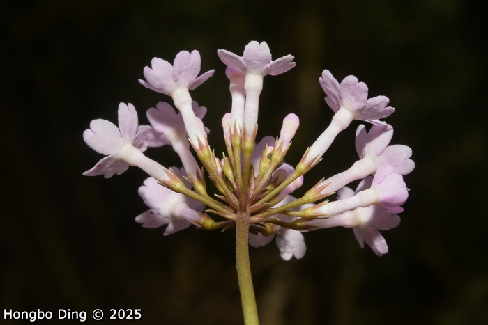 <i>Primula rugosa </i>
