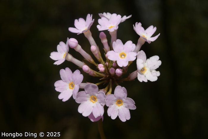 <i>Primula rugosa </i>