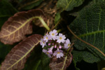 <i>Primula rugosa </i>