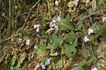 <i>Primula rugosa </i>