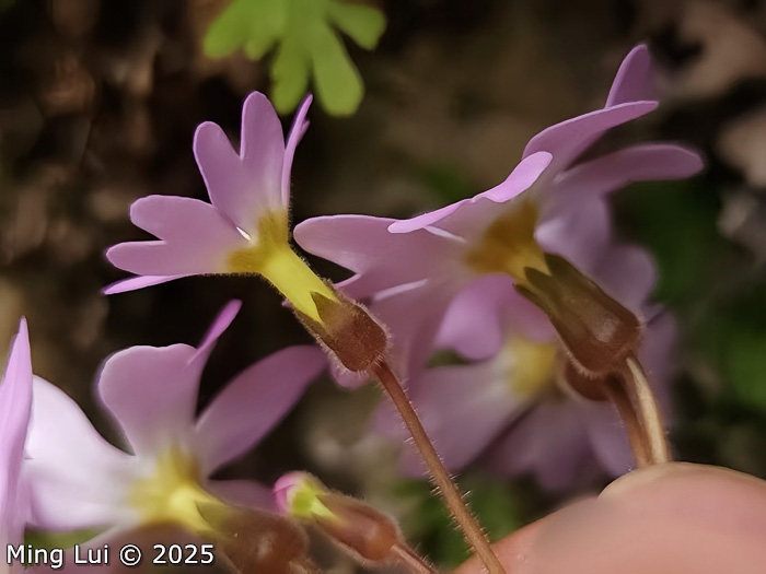<i>Primula rupestris </i>
