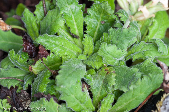 <i>Primula rupicola </i>