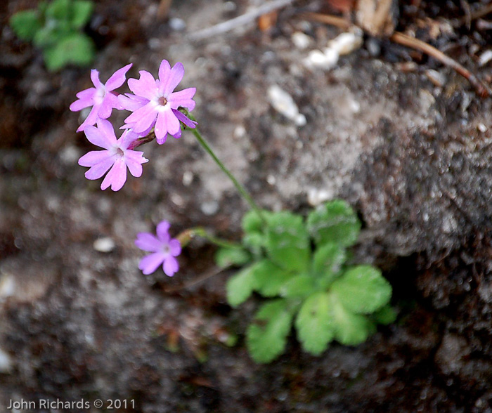 <i>Primula rupicola </i>