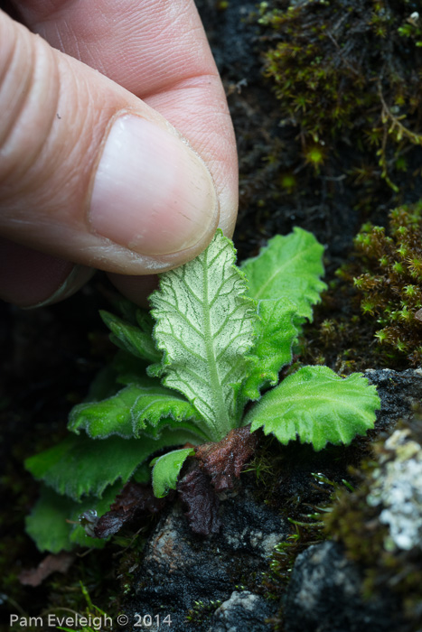 <i>Primula rupicola </i>