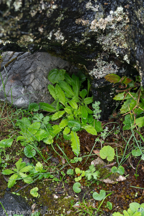 <i>Primula rupicola </i>