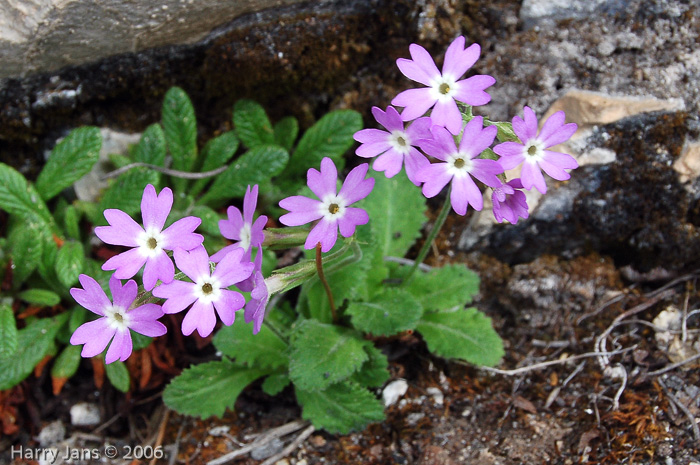 <i>Primula rupicola </i>