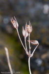 <i>Primula rupicola </i>