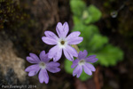 <i>Primula rupicola </i>