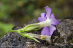 <i>Primula rupicola </i>