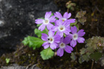 <i>Primula rupicola </i>