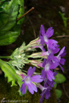 <i>Primula rupicola </i>
